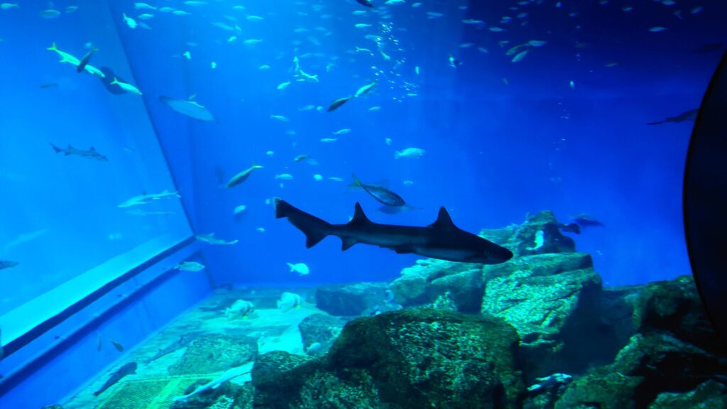 大洗水族館は一つひとつの水槽が大きくゆっくり周ることができる