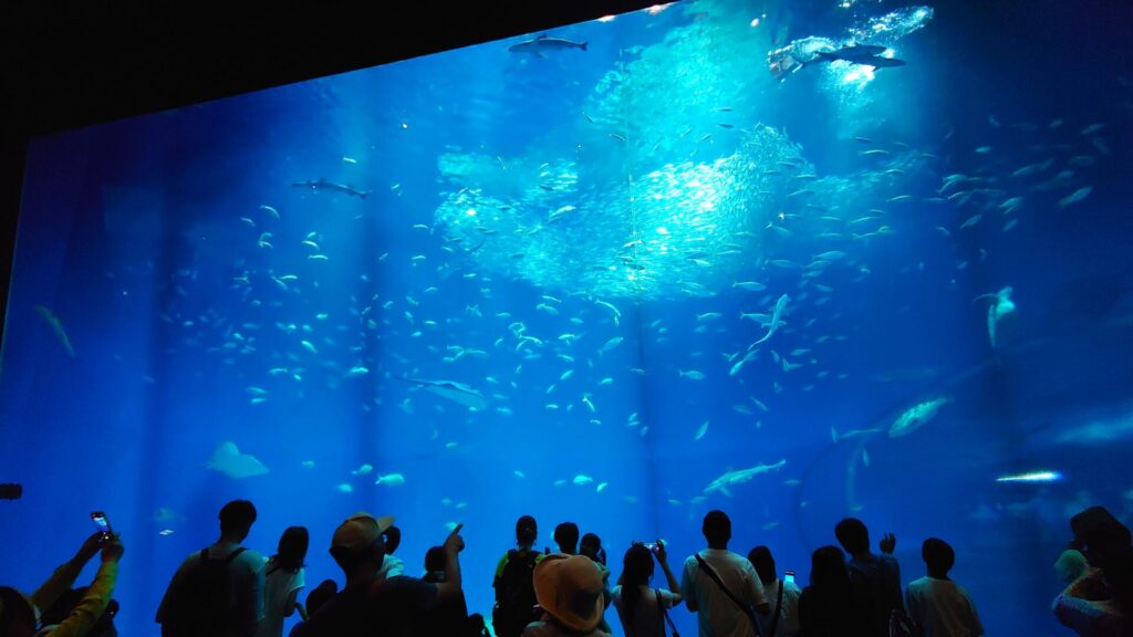 大洗水族館｜出会いの海の大水槽