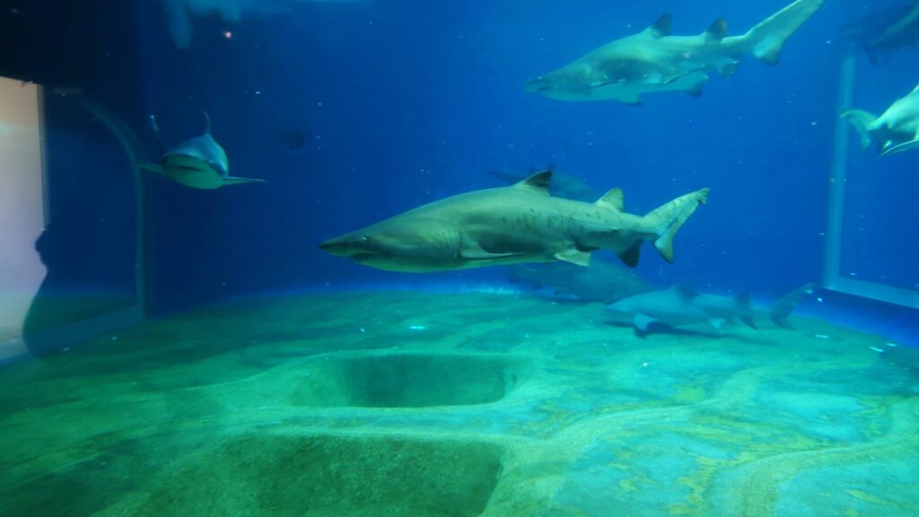 大洗水族館はサメの展示種類数が日本一