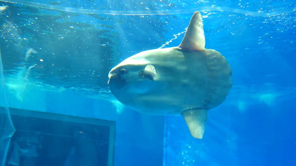 大洗水族館のマンボウ