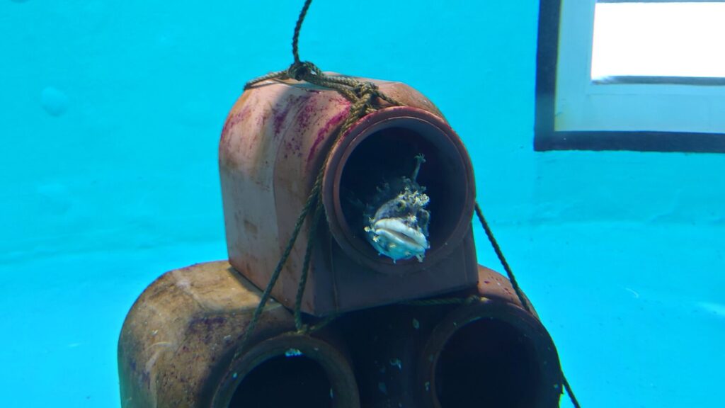 大洗水族館のフサギンポ