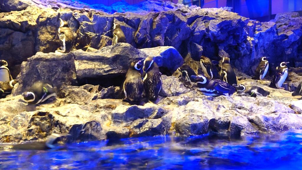 すみだ水族館｜ペンギンプール水槽