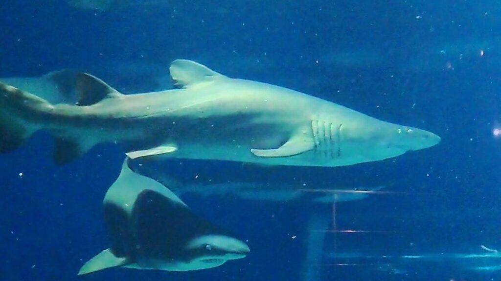 大洗水族館のシロワニ