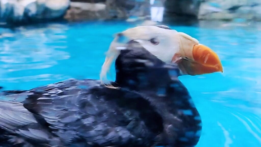 大洗水族館のエトピリカ