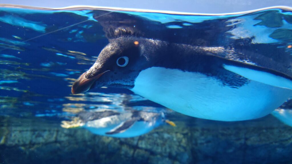 八景島シーパラダイスのアデリーペンギン